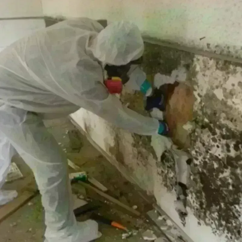 Mold Remediation and Removal in Blue Grass, IA